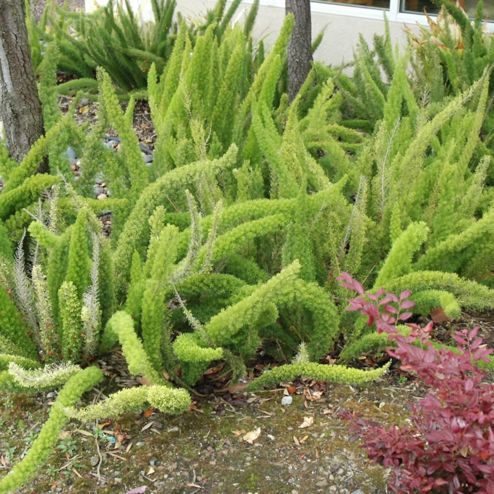 NetPS Plant Finder (www.netpsplantfinder.com)