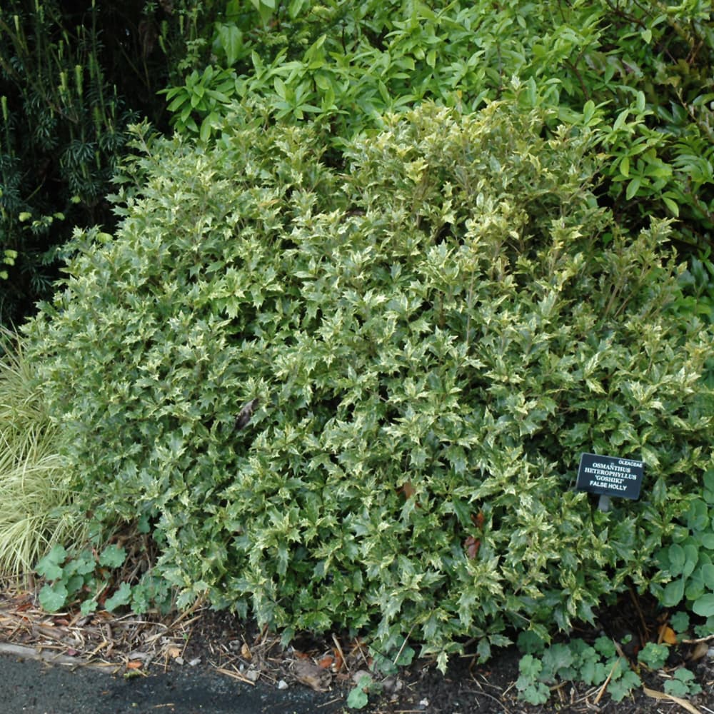 NetPS Plant Finder (www.netpsplantfinder.com)