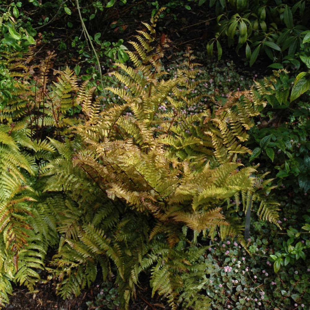 NetPS Plant Finder (www.netpsplantfinder.com)