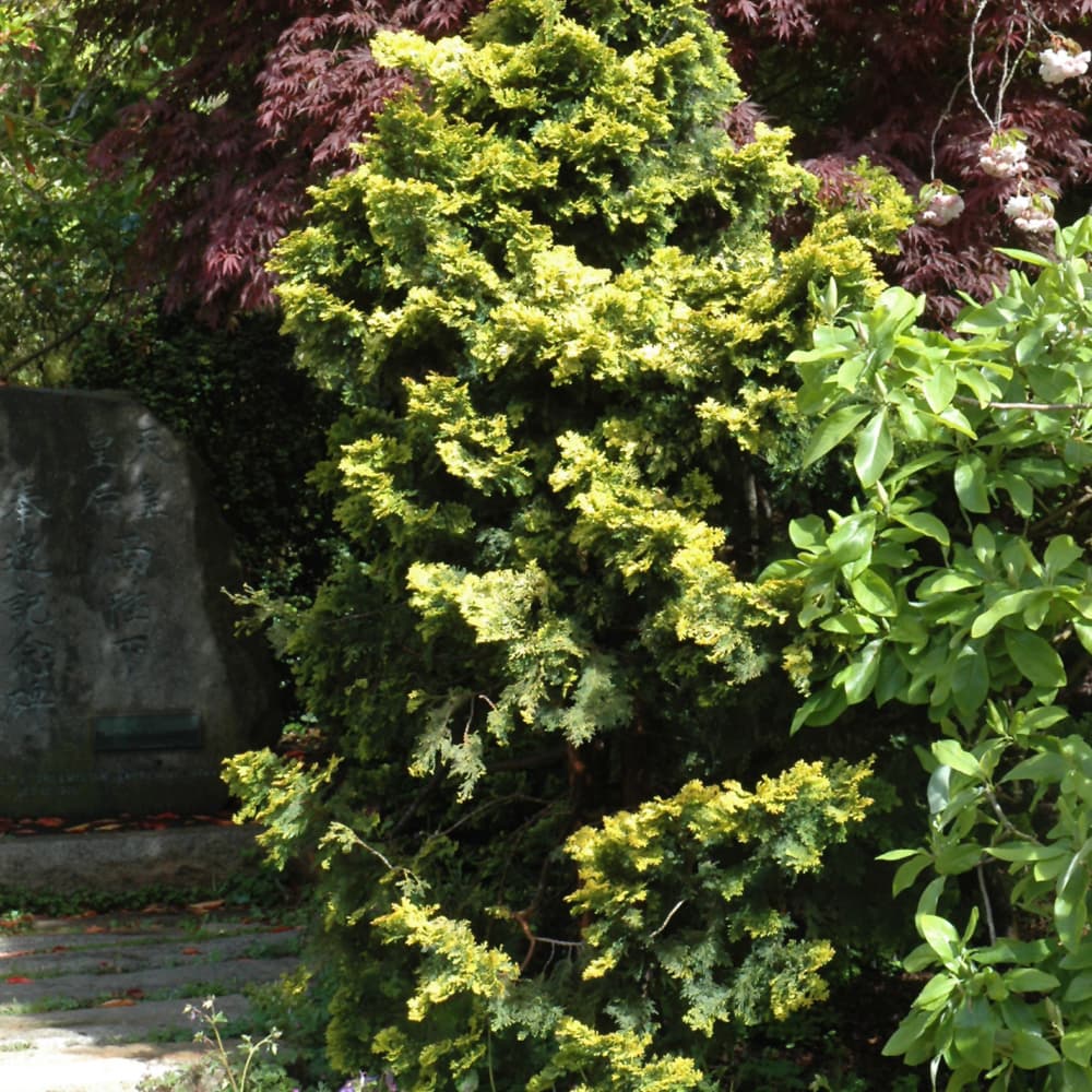 NetPS Plant Finder (www.netpsplantfinder.com)