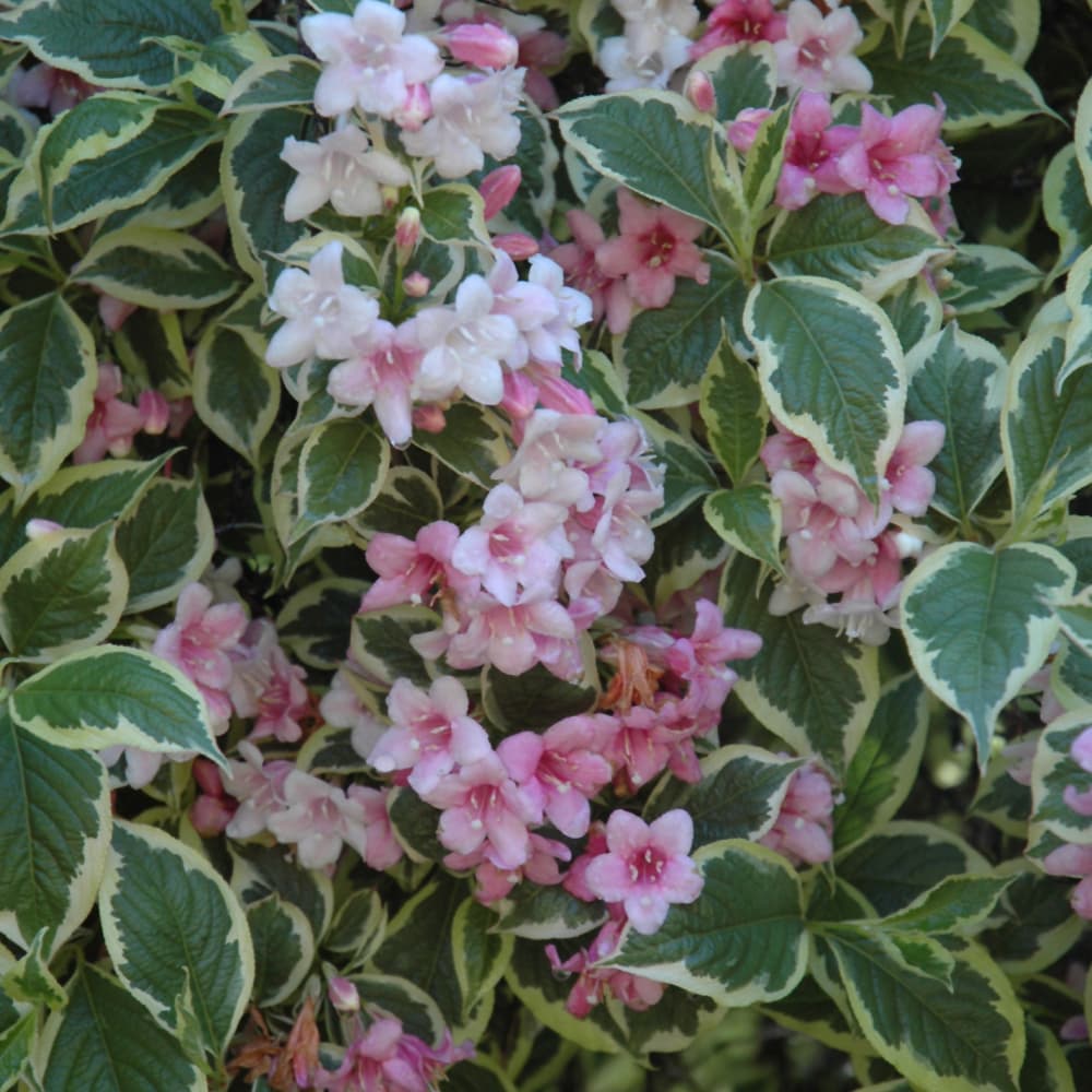 NetPS Plant Finder (www.netpsplantfinder.com)