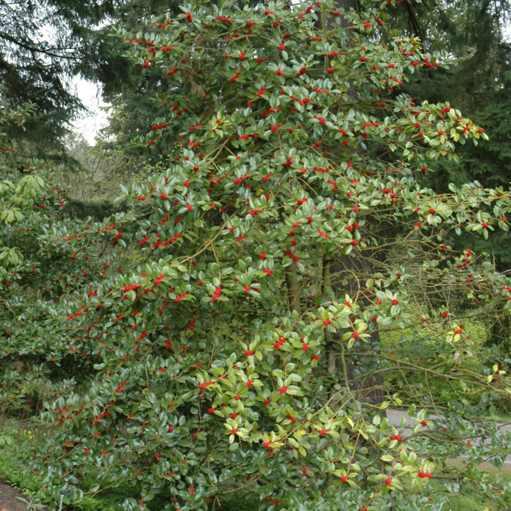 NetPS Plant Finder (www.netpsplantfinder.com)