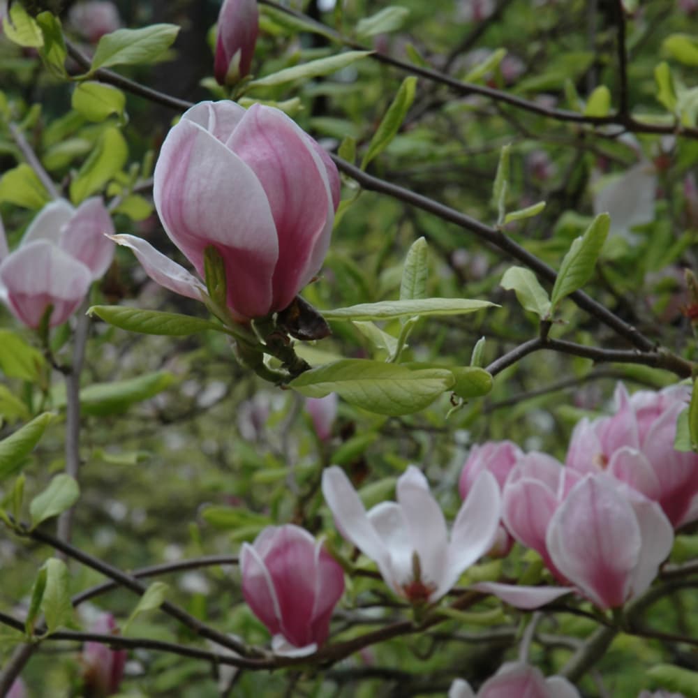 NetPS Plant Finder (www.netpsplantfinder.com)