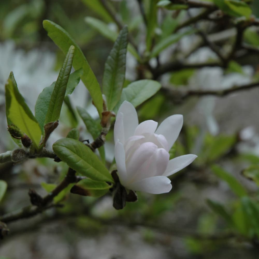 NetPS Plant Finder (www.netpsplantfinder.com)