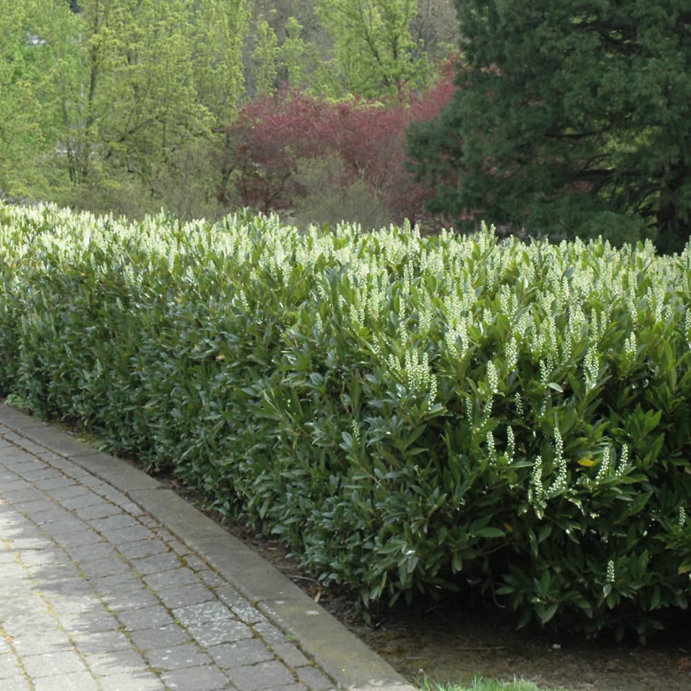 NetPS Plant Finder (www.netpsplantfinder.com)