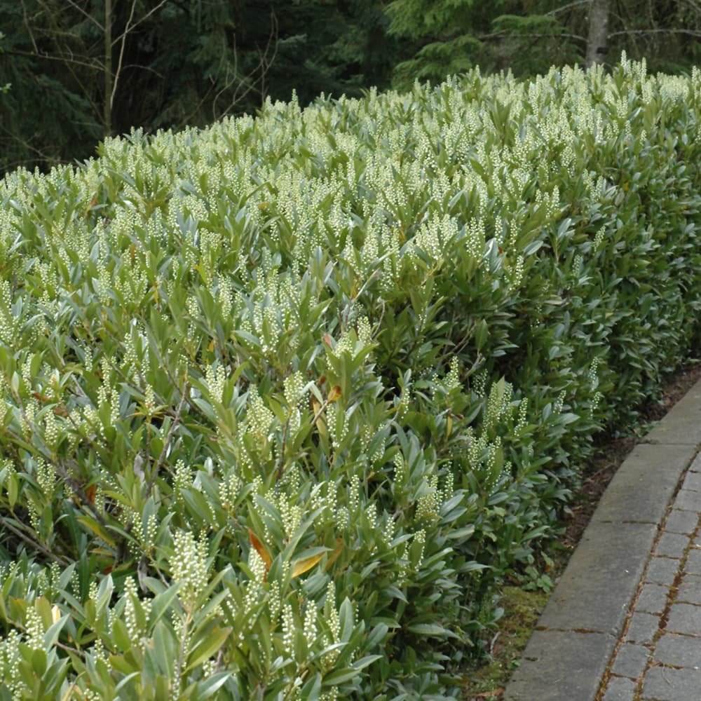 NetPS Plant Finder (www.netpsplantfinder.com)