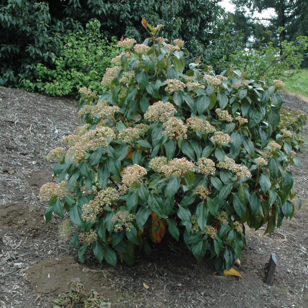 NetPS Plant Finder (www.netpsplantfinder.com)