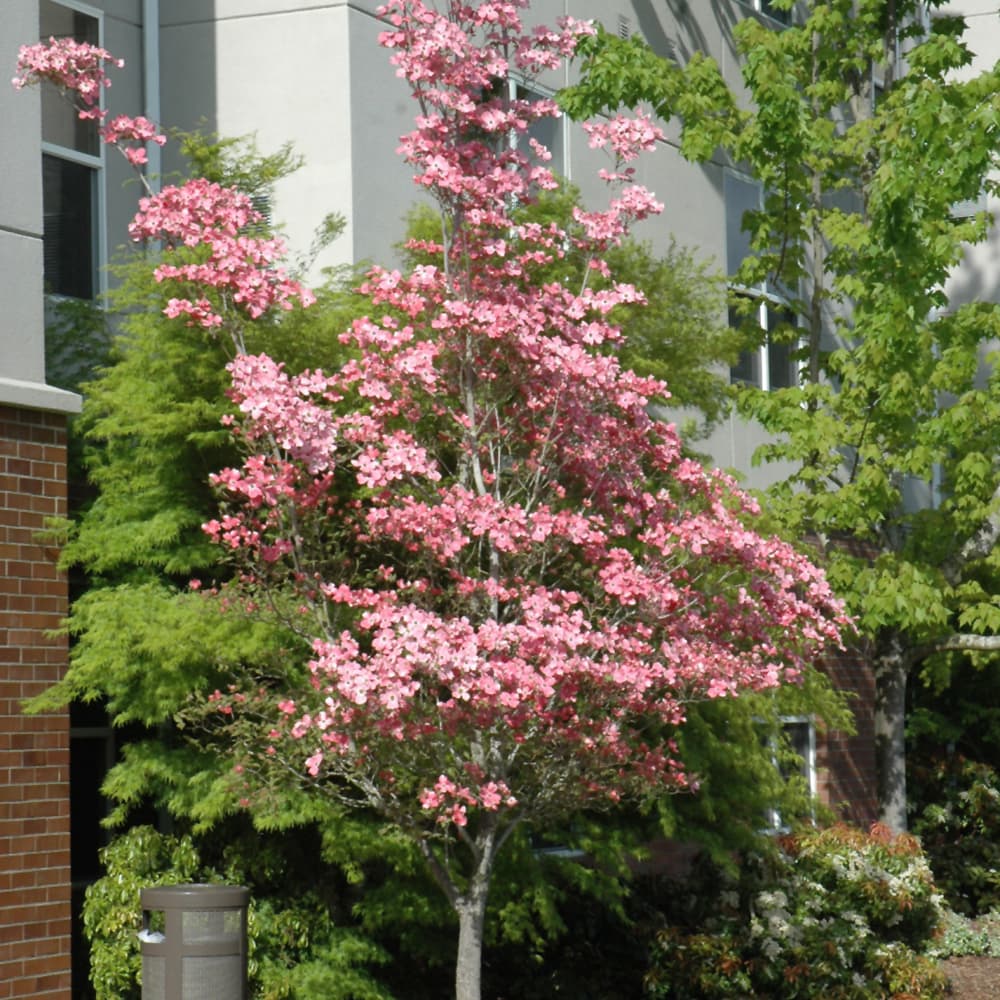NetPS Plant Finder (www.netpsplantfinder.com)