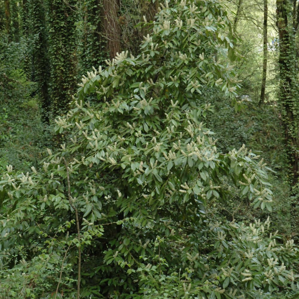 NetPS Plant Finder (www.netpsplantfinder.com)