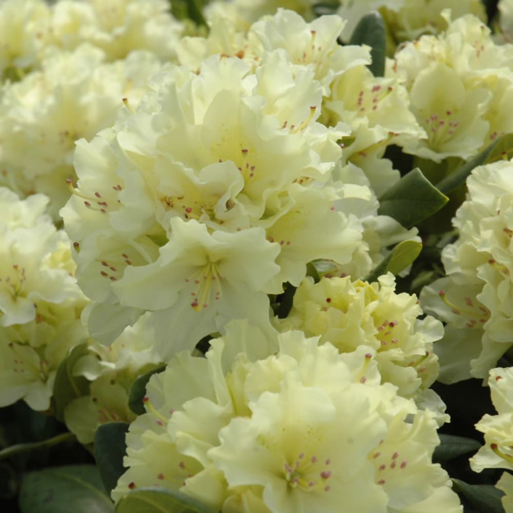 NetPS Plant Finder (www.netpsplantfinder.com)