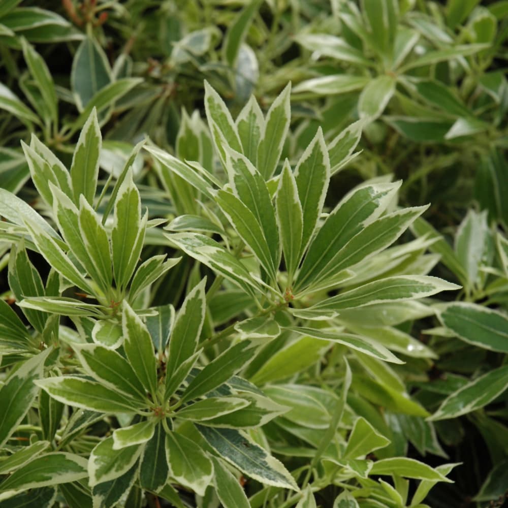 NetPS Plant Finder (www.netpsplantfinder.com)