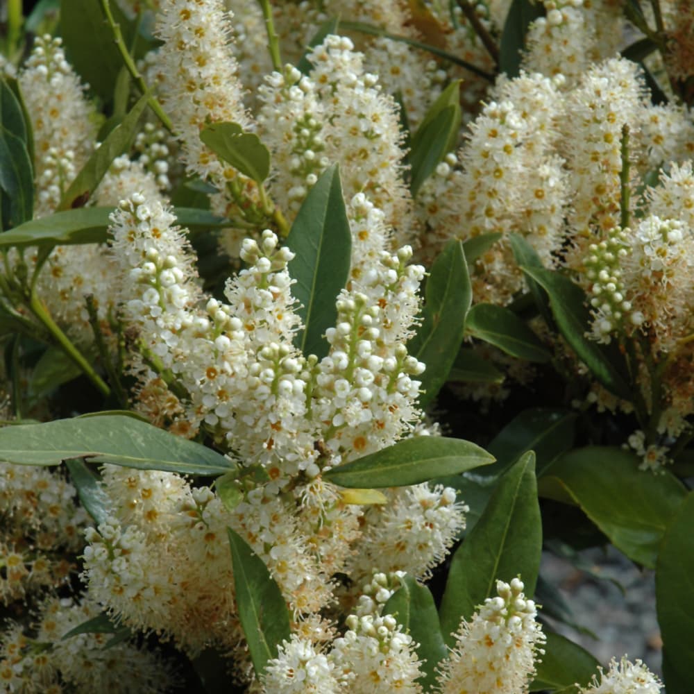 NetPS Plant Finder (www.netpsplantfinder.com)