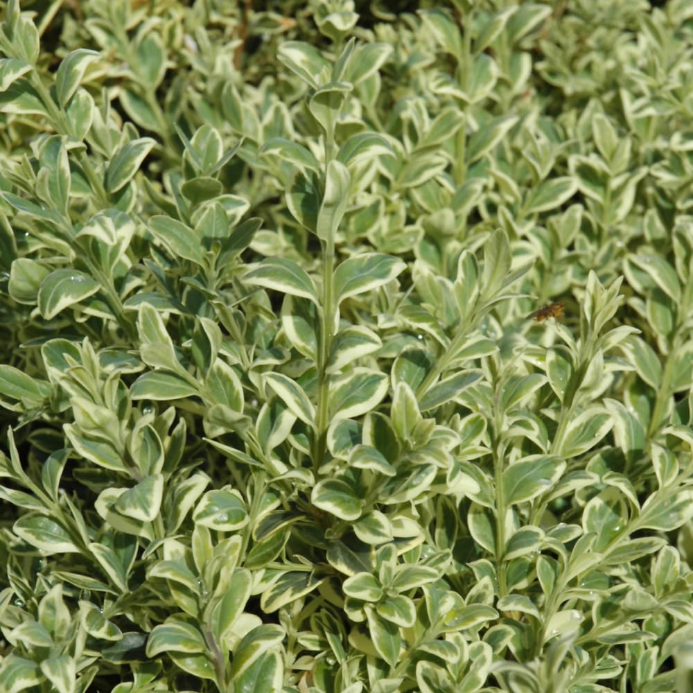 NetPS Plant Finder (www.netpsplantfinder.com)