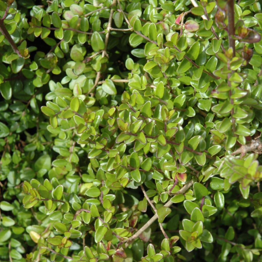 NetPS Plant Finder (www.netpsplantfinder.com)