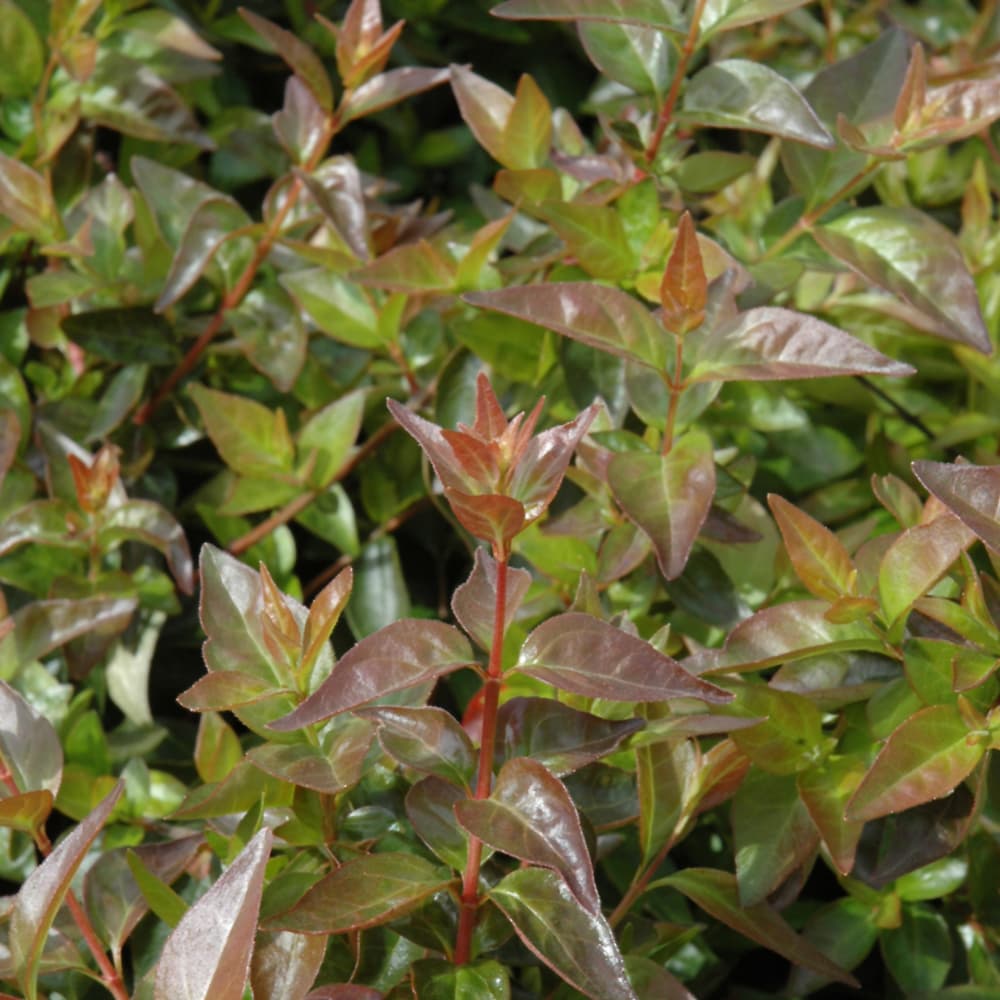 NetPS Plant Finder (www.netpsplantfinder.com)