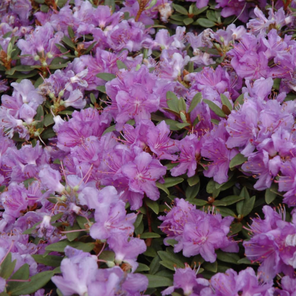 NetPS Plant Finder (www.netpsplantfinder.com)