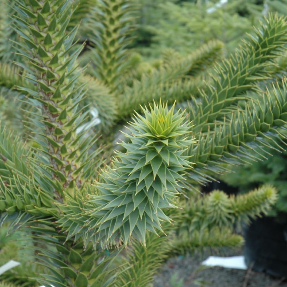 NetPS Plant Finder (www.netpsplantfinder.com)