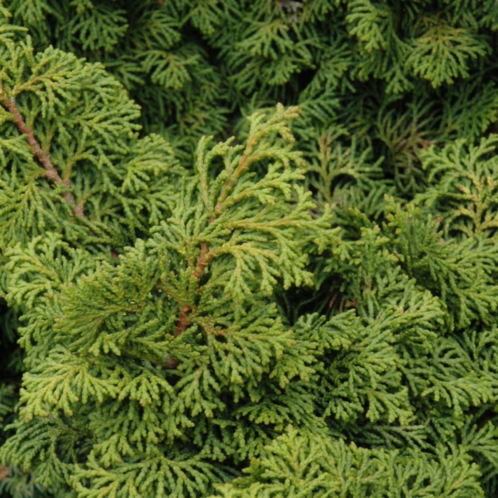 NetPS Plant Finder (www.netpsplantfinder.com)