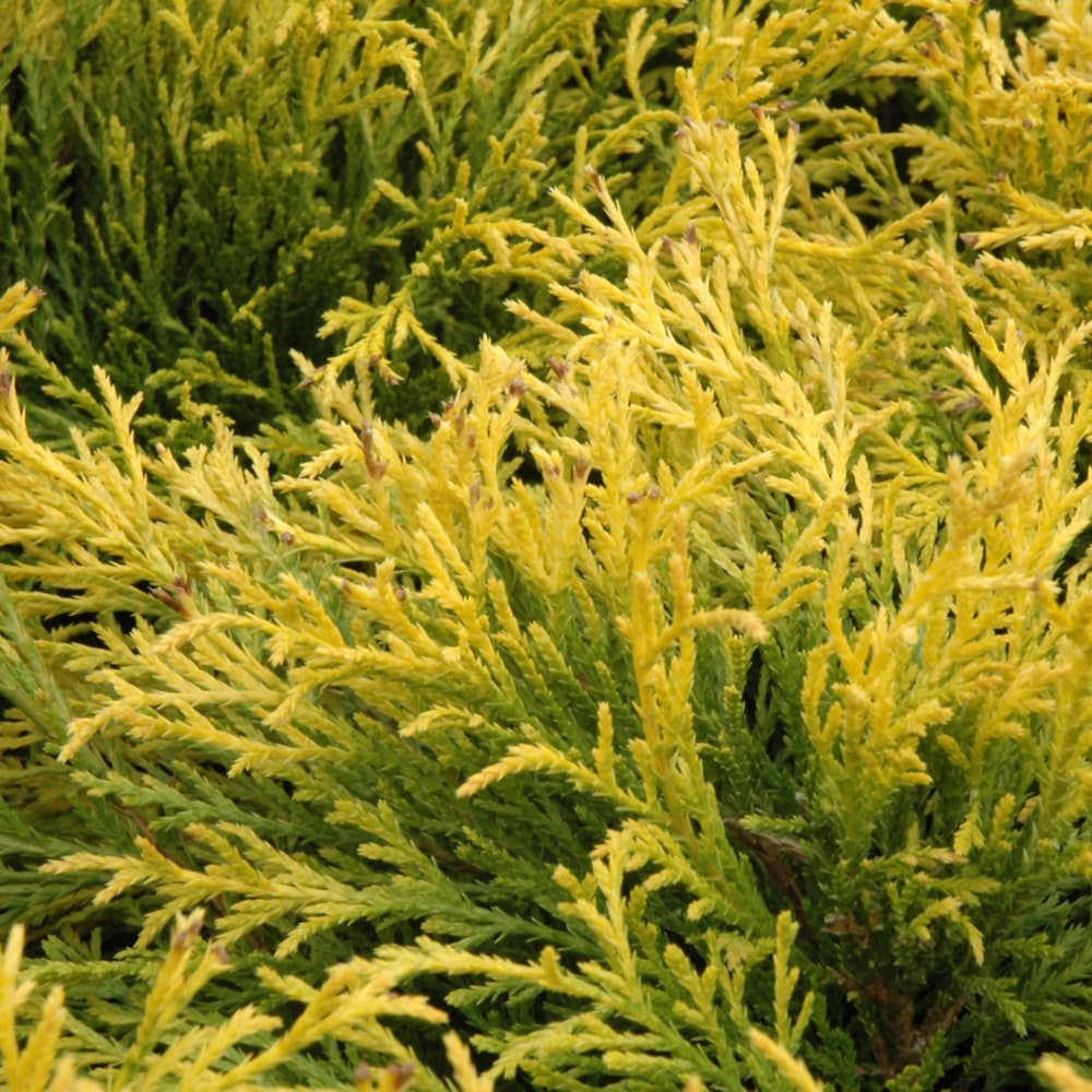 NetPS Plant Finder (www.netpsplantfinder.com)