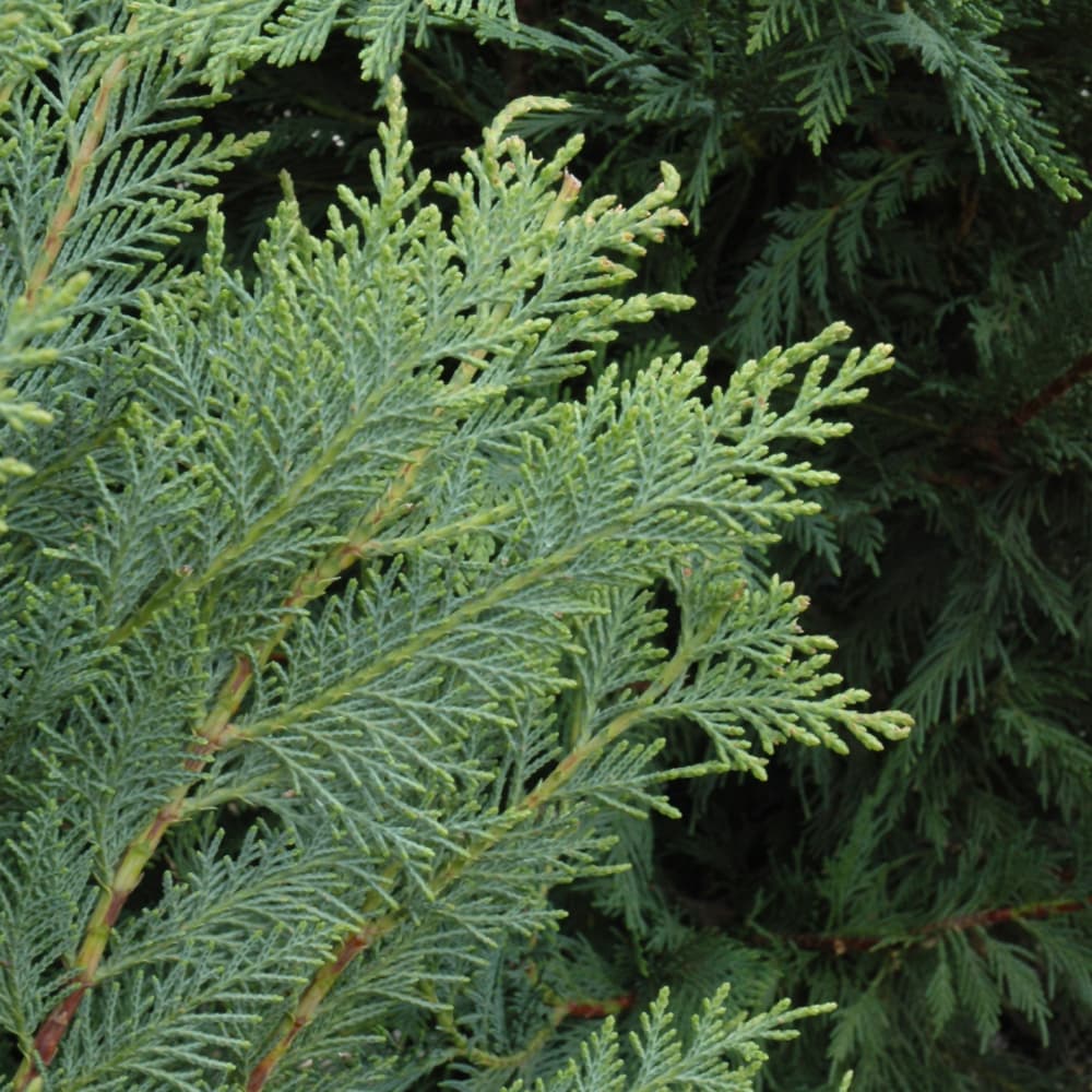NetPS Plant Finder (www.netpsplantfinder.com)