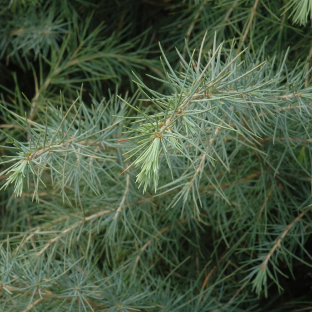 NetPS Plant Finder (www.netpsplantfinder.com)