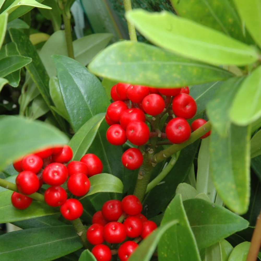 NetPS Plant Finder (www.netpsplantfinder.com)