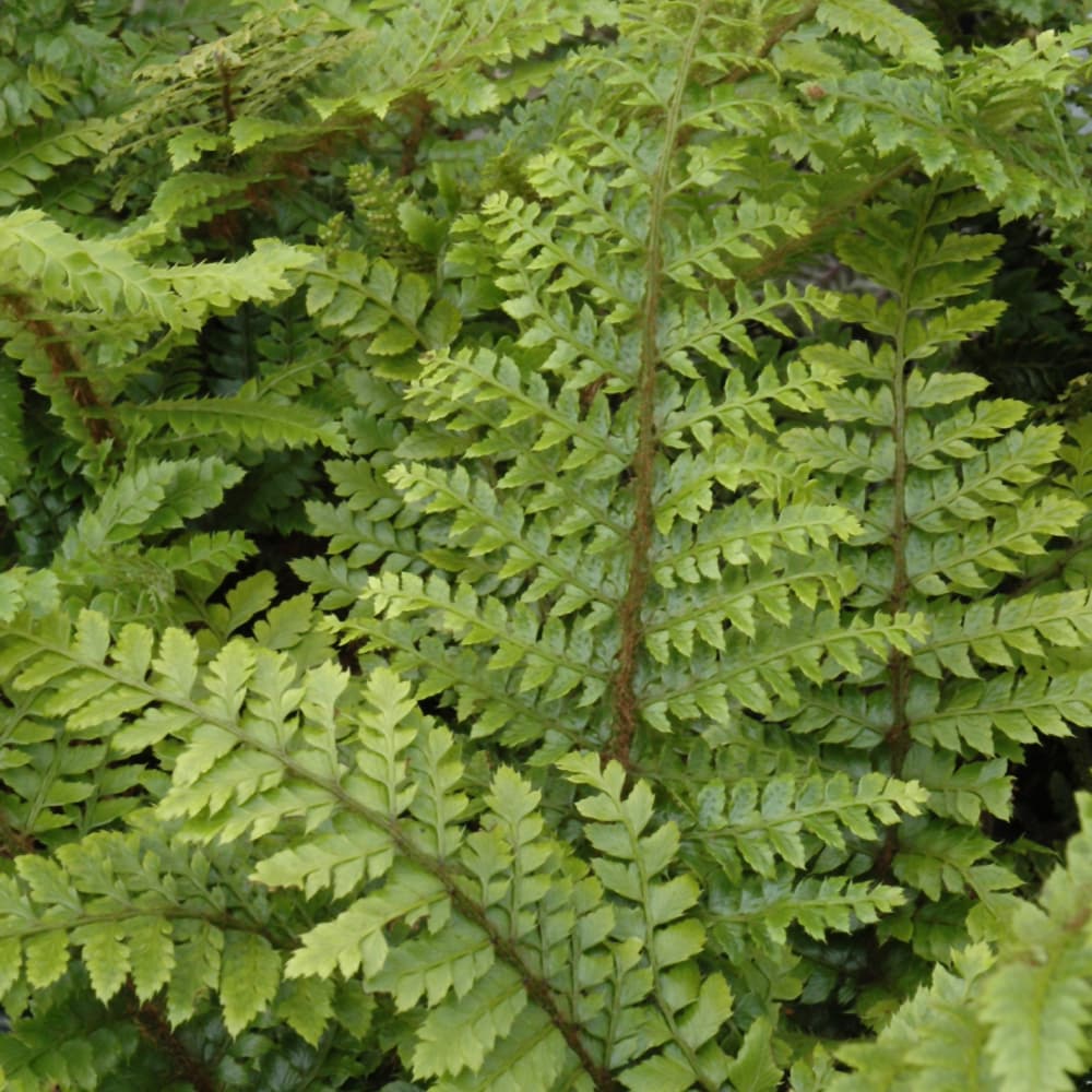 NetPS Plant Finder (www.netpsplantfinder.com)