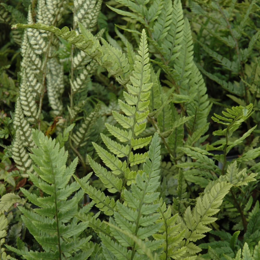 NetPS Plant Finder (www.netpsplantfinder.com)