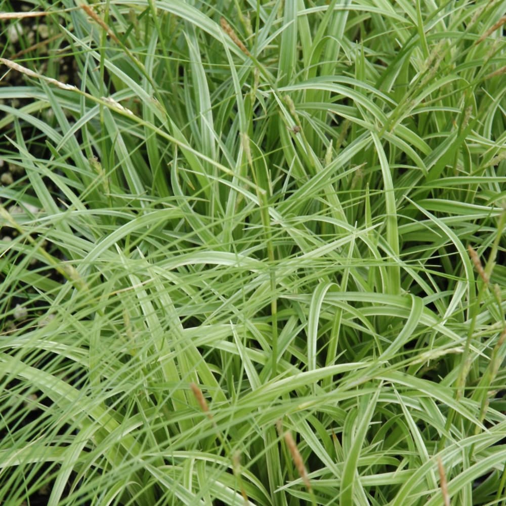 Carex Silver Sceptre