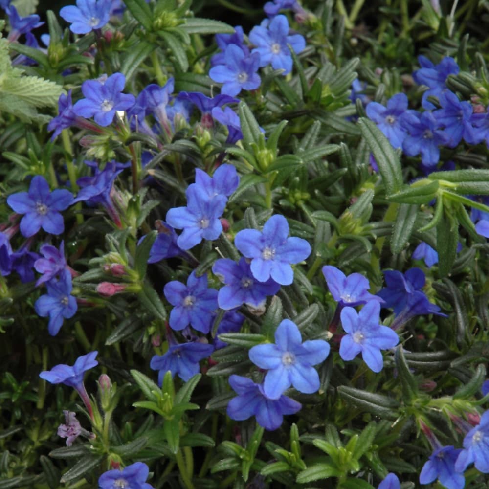NetPS Plant Finder (www.netpsplantfinder.com)
