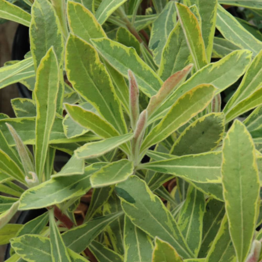 NetPS Plant Finder (www.netpsplantfinder.com)