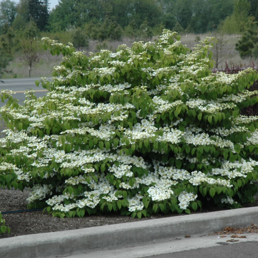 NetPS Plant Finder (www.netpsplantfinder.com)