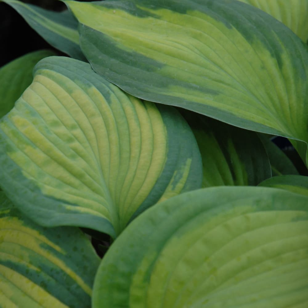 NetPS Plant Finder (www.netpsplantfinder.com)