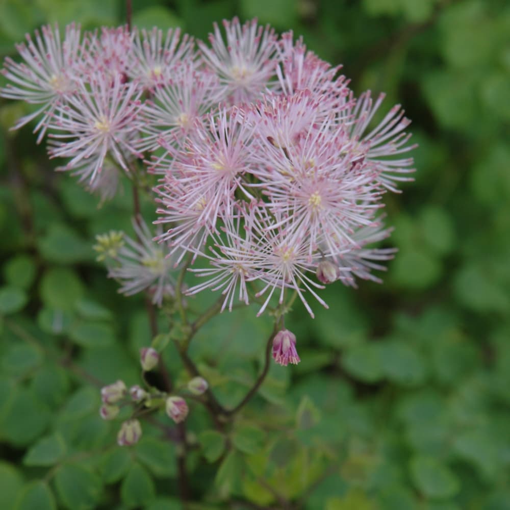 NetPS Plant Finder (www.netpsplantfinder.com)