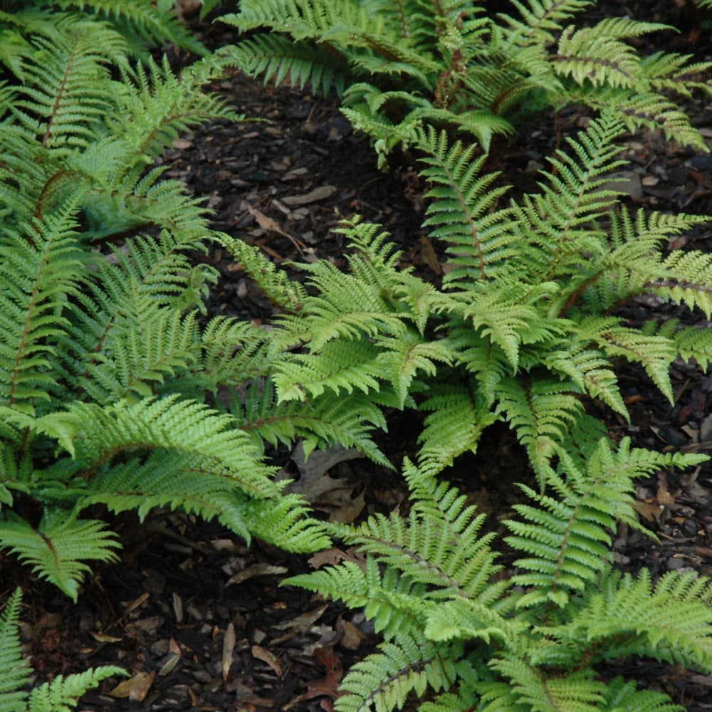 NetPS Plant Finder (www.netpsplantfinder.com)