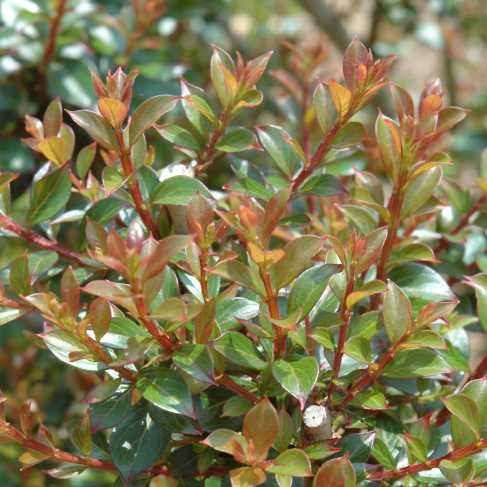 NetPS Plant Finder (www.netpsplantfinder.com)