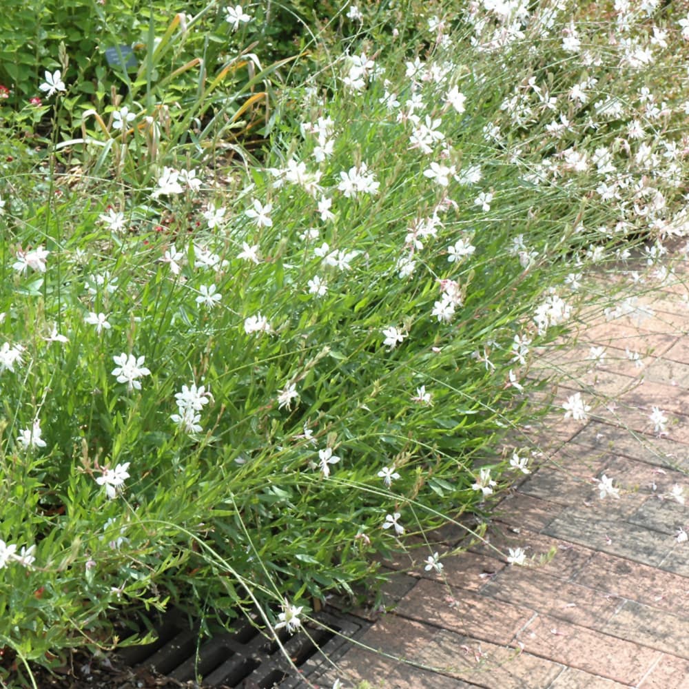 NetPS Plant Finder (www.netpsplantfinder.com)