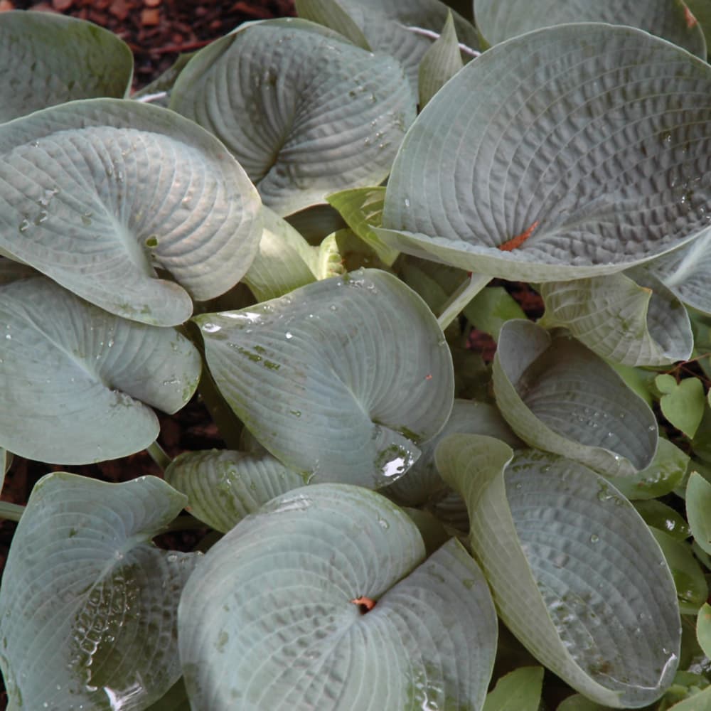 NetPS Plant Finder (www.netpsplantfinder.com)