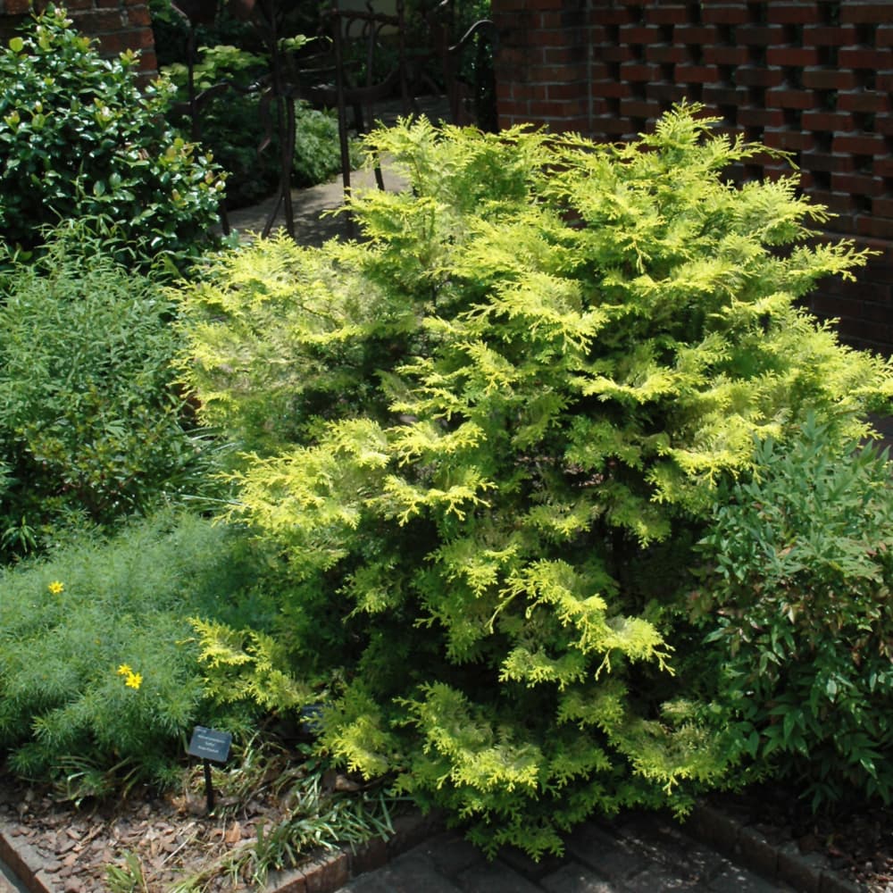 Cypress Hinoki Crippsii