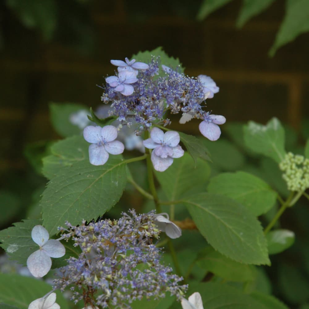 NetPS Plant Finder (www.netpsplantfinder.com)