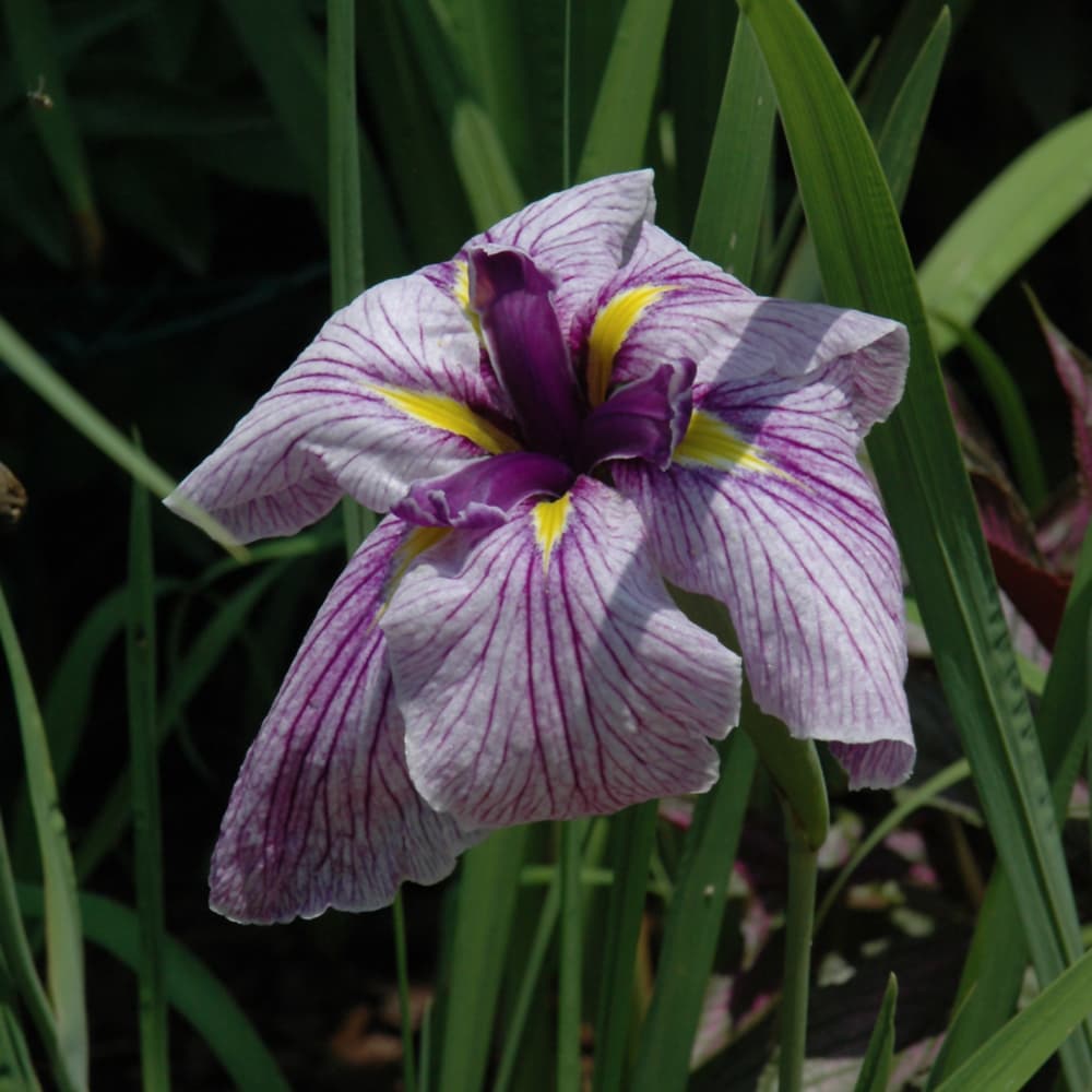 NetPS Plant Finder (www.netpsplantfinder.com)