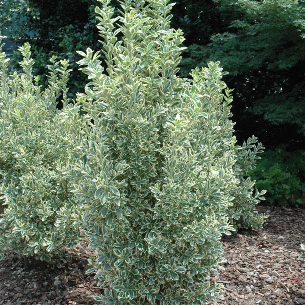 NetPS Plant Finder (www.netpsplantfinder.com)