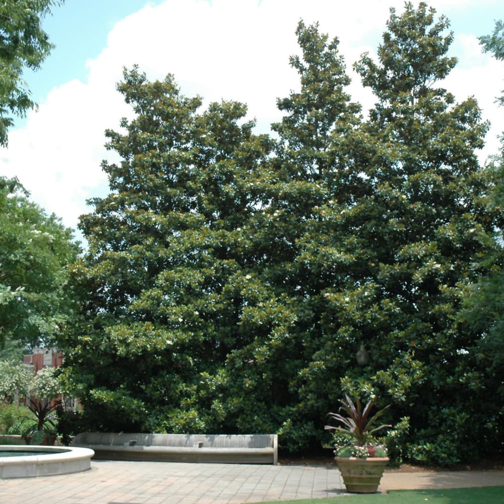 NetPS Plant Finder (www.netpsplantfinder.com)