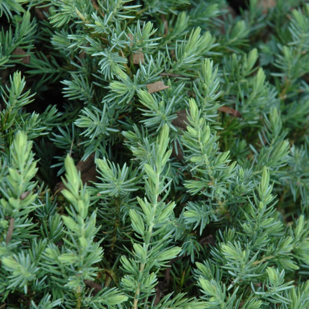 NetPS Plant Finder (www.netpsplantfinder.com)