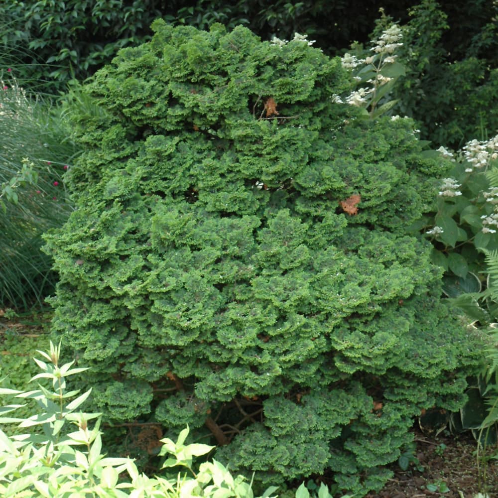 Cypress Hinoki Kosteri