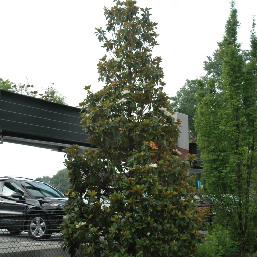 NetPS Plant Finder (www.netpsplantfinder.com)