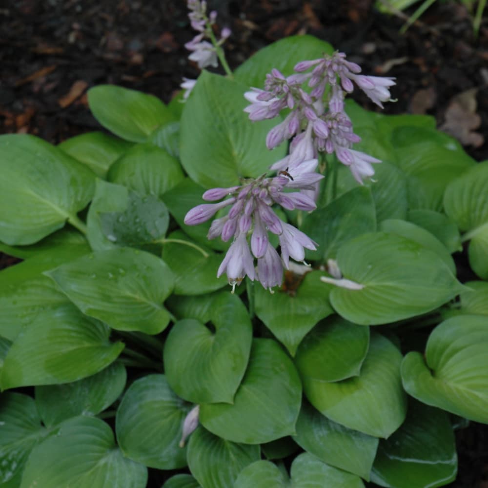 NetPS Plant Finder (www.netpsplantfinder.com)