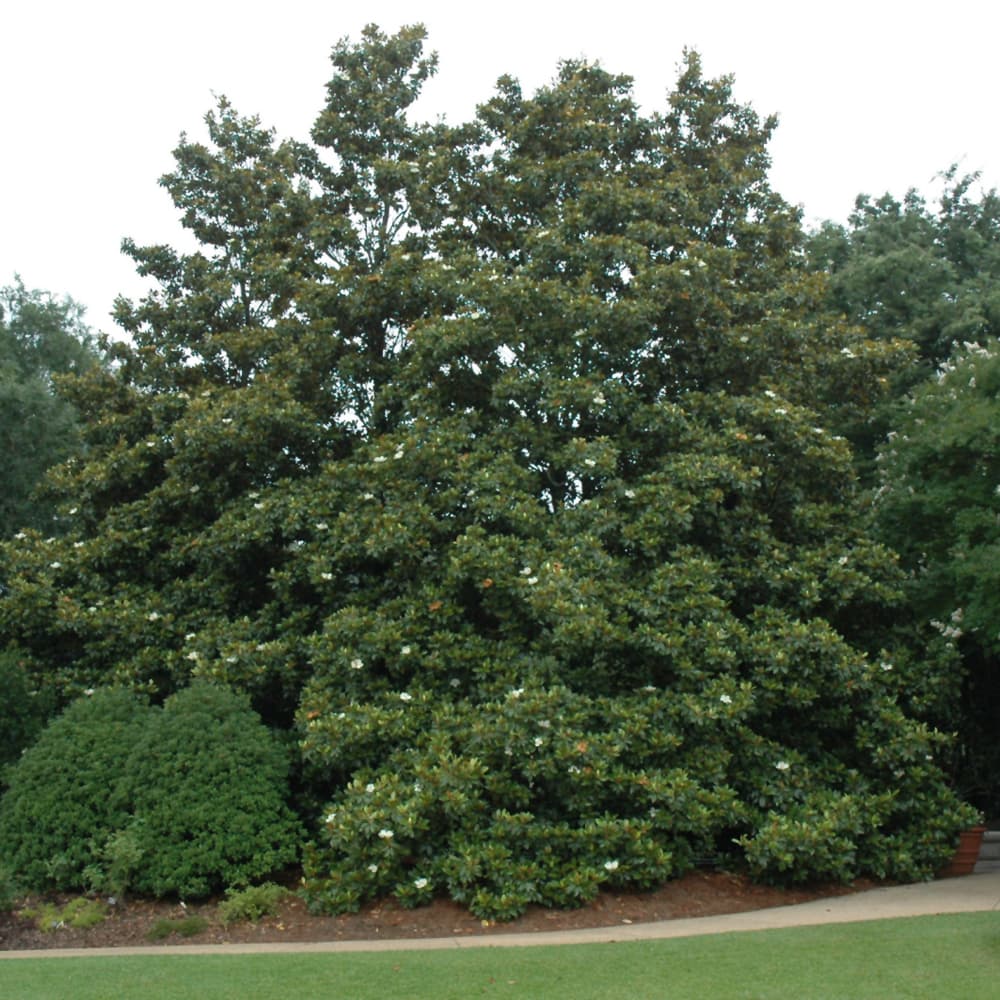 NetPS Plant Finder (www.netpsplantfinder.com)