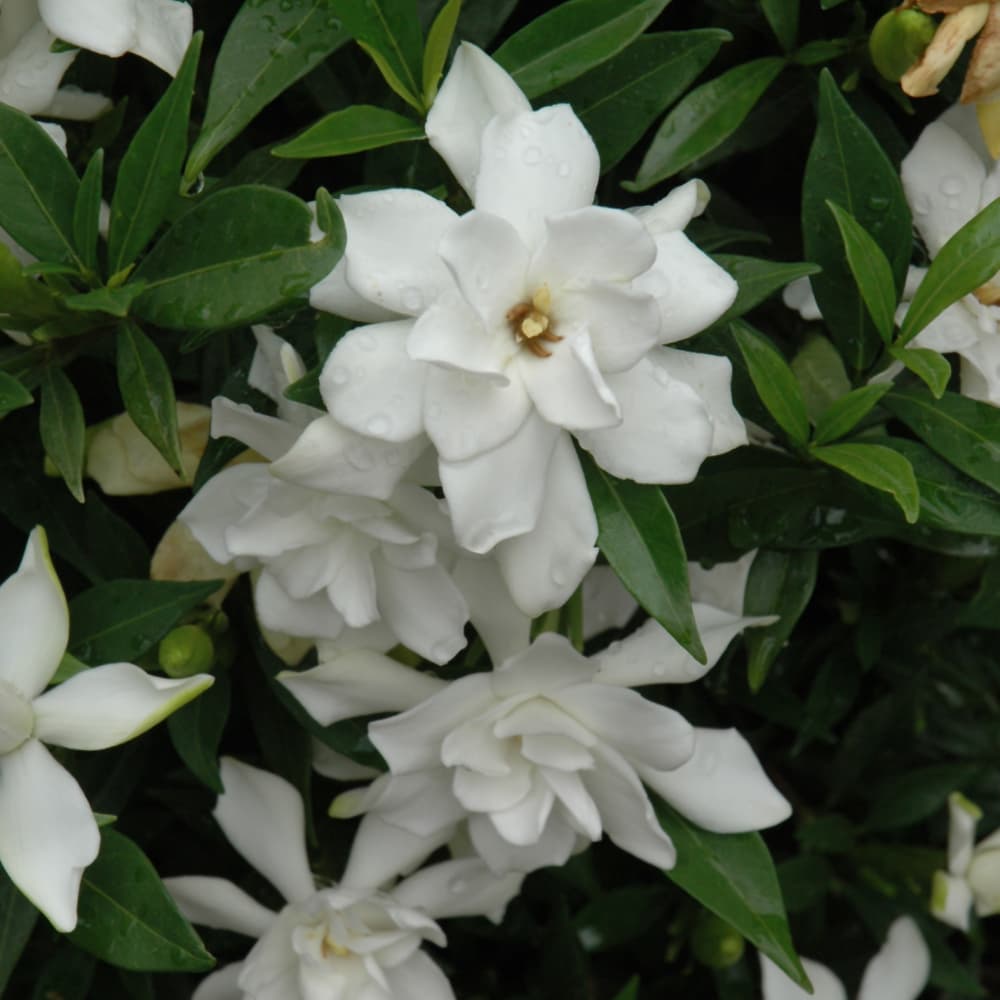 NetPS Plant Finder (www.netpsplantfinder.com)