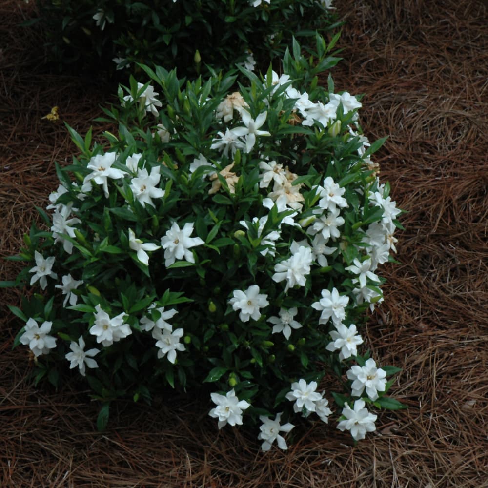 NetPS Plant Finder (www.netpsplantfinder.com)